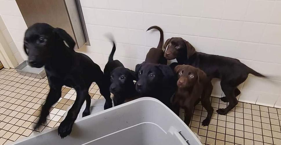 labs.jpg