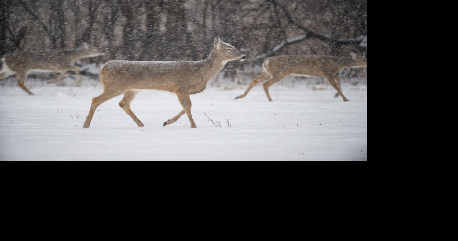 Tipping the odds for lateseason deer hunts