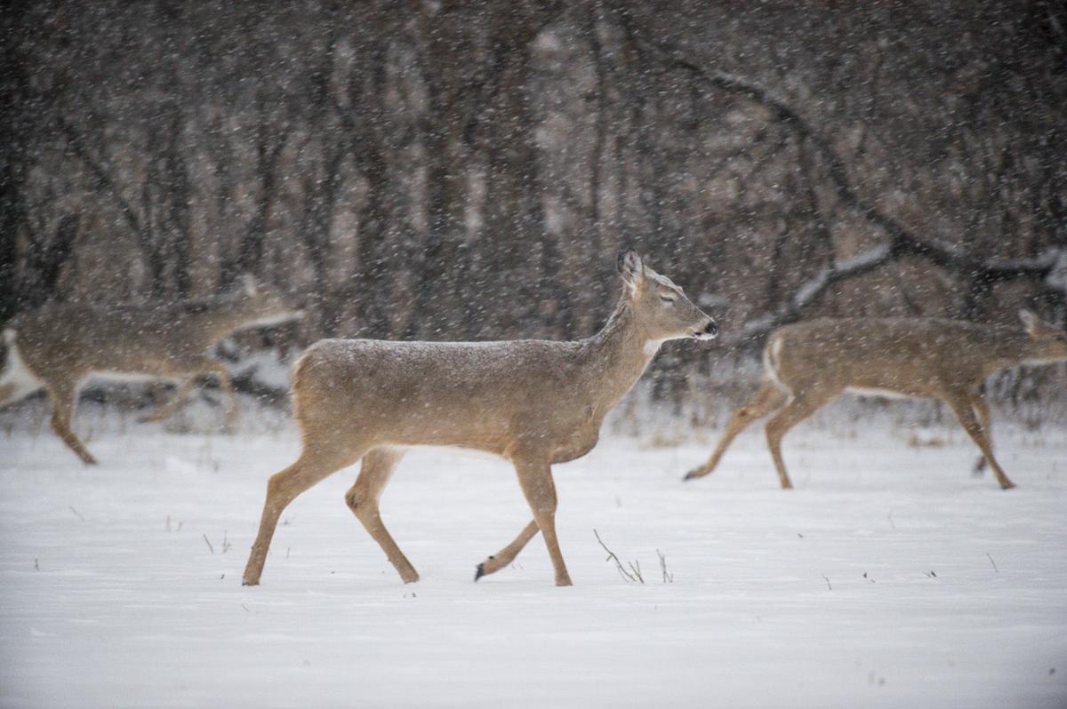 White-tailed deer