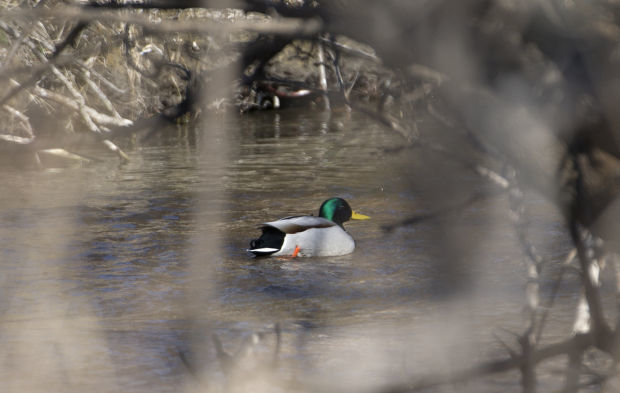 South Platte