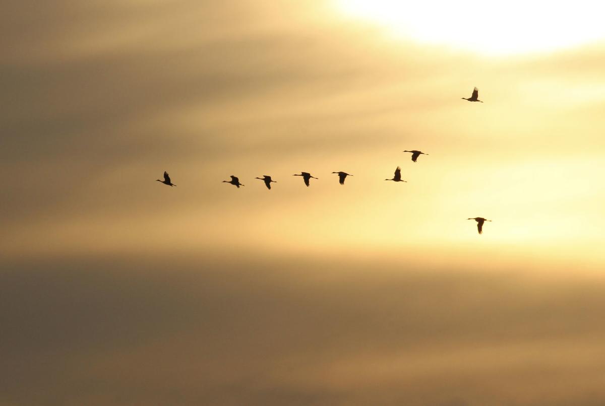 Cranes