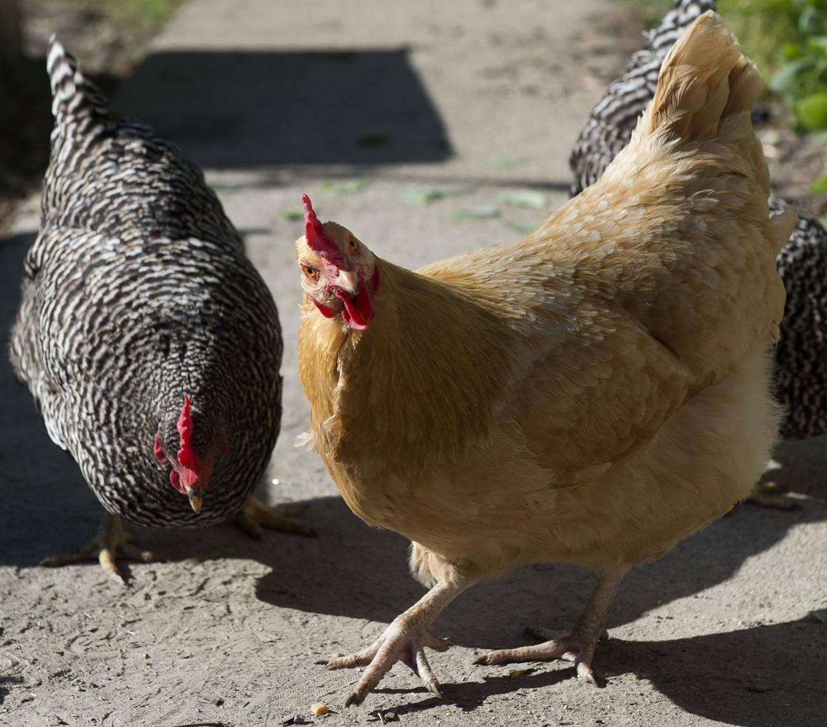 Cdc Warns Against Snuggling Backyard Chickens Local