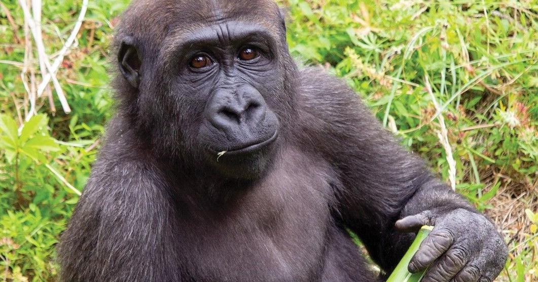 Gorilla from Philadelphia joins Omaha zoo's bachelor group - Vimarsana News