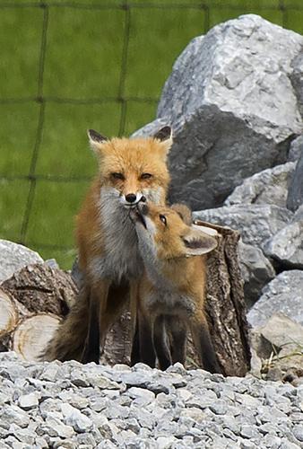Foxes