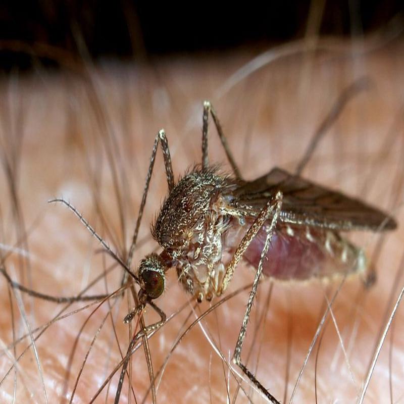 State Seeing Unusual Lack Of West Nile Disease This Year Health And Fitness Journalstar Com