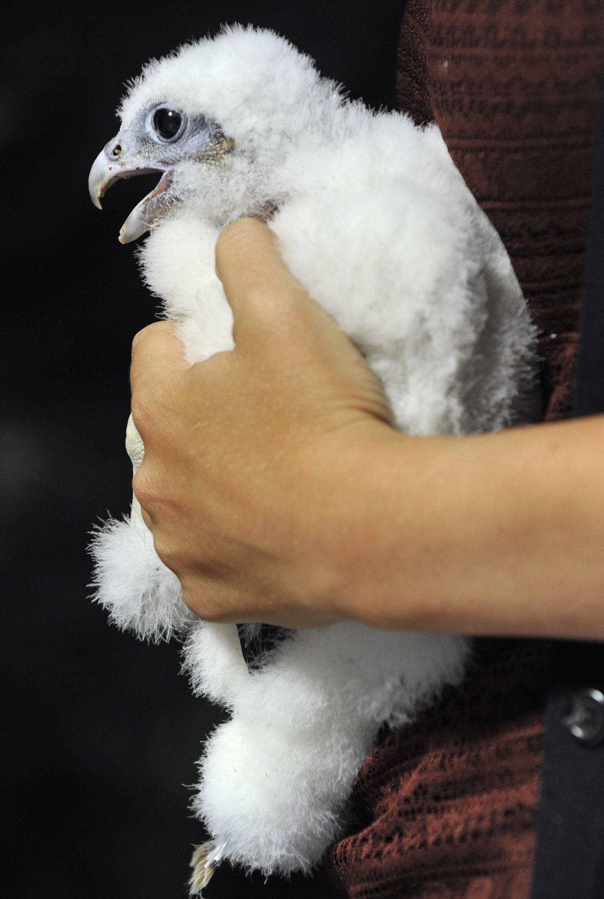 Falcon family getting healthy and, by the way, it's a boy Nebraska