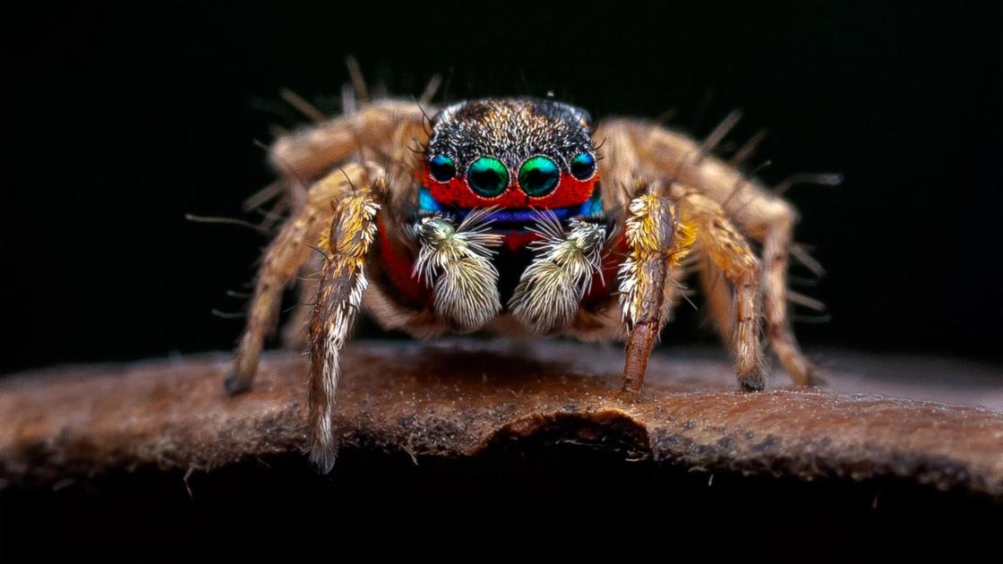 Macro Macro