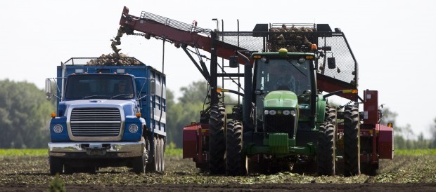 Food and Farm Biotech Beets