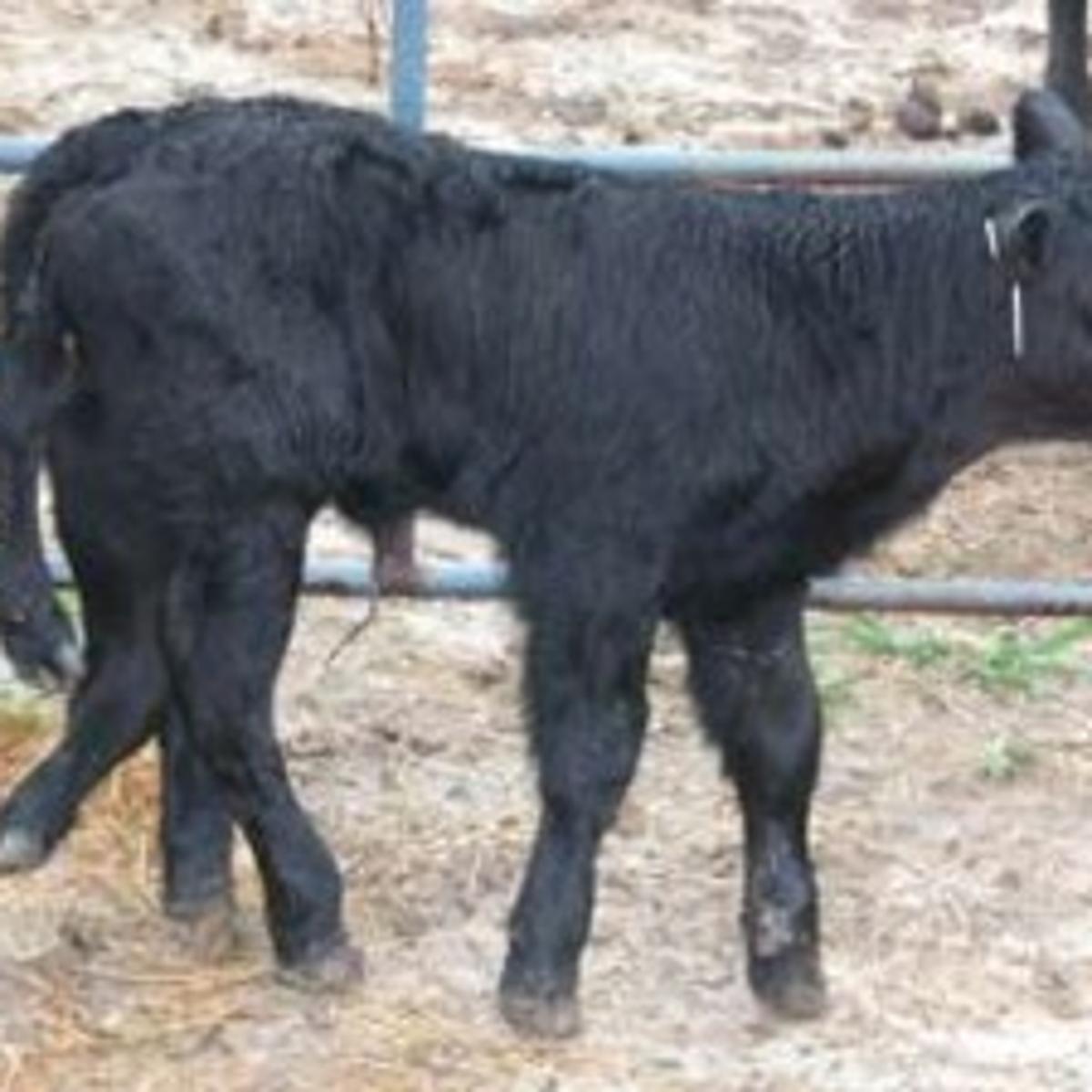 Calf Born With Six Legs Other Oddities Regional Government Journalstar Com Calf Born With Six Legs Other Oddities Regional Government Journalstar Com