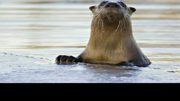 Otters in Nebraska a success story | Outdoors | journalstar.com