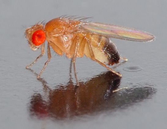 Fruit Flies Are Annoying!
