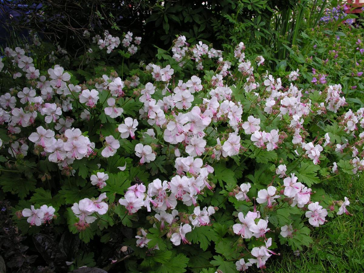 Perennial geraniums make great ground cover plants Home & Garden