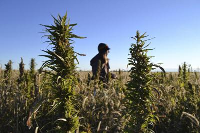 Nebraska Hemp