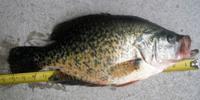 Triploid crappie