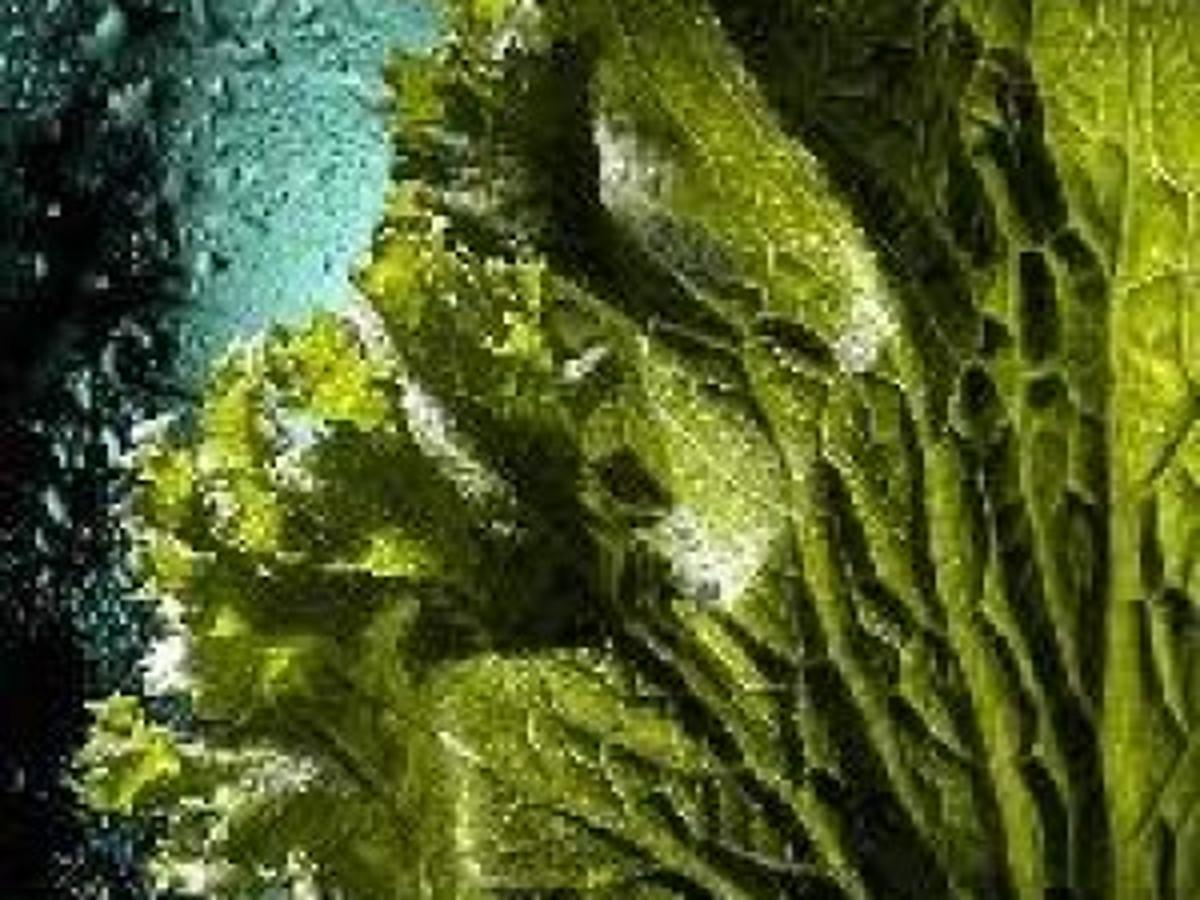 spinach substitutes turning over a new