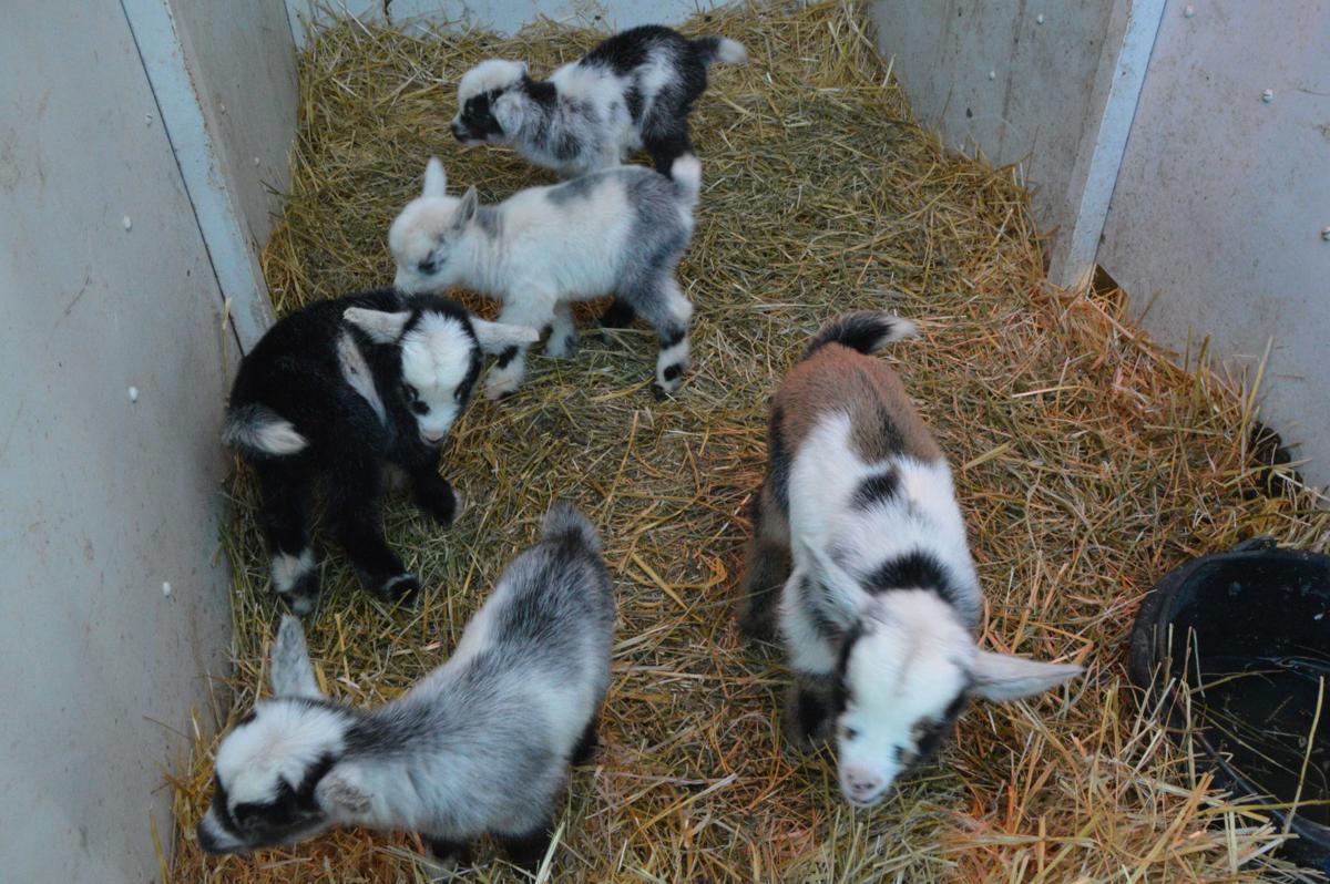 Five kids! Nebraska goat nearly ties world record with litter of
