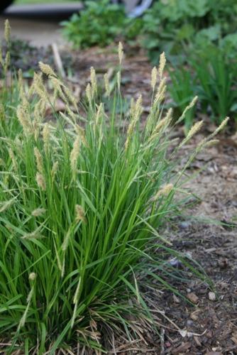 Carex, mid-sprengeli