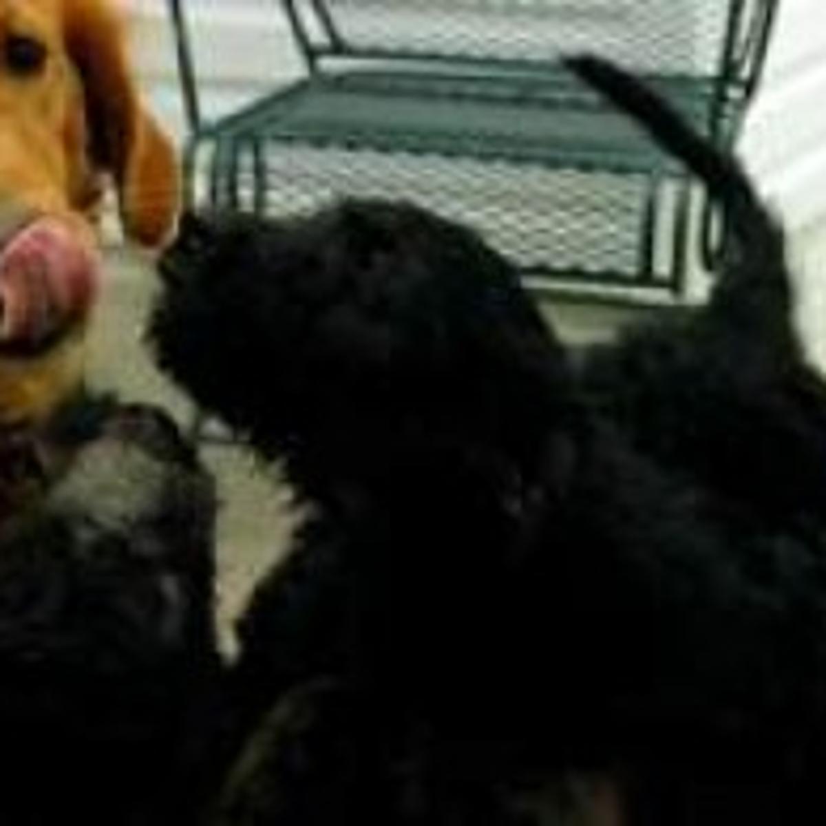 Pricey Designer Dogs Are Por And Controversial Lifestyles Pricey Designer Dogs Are Por And