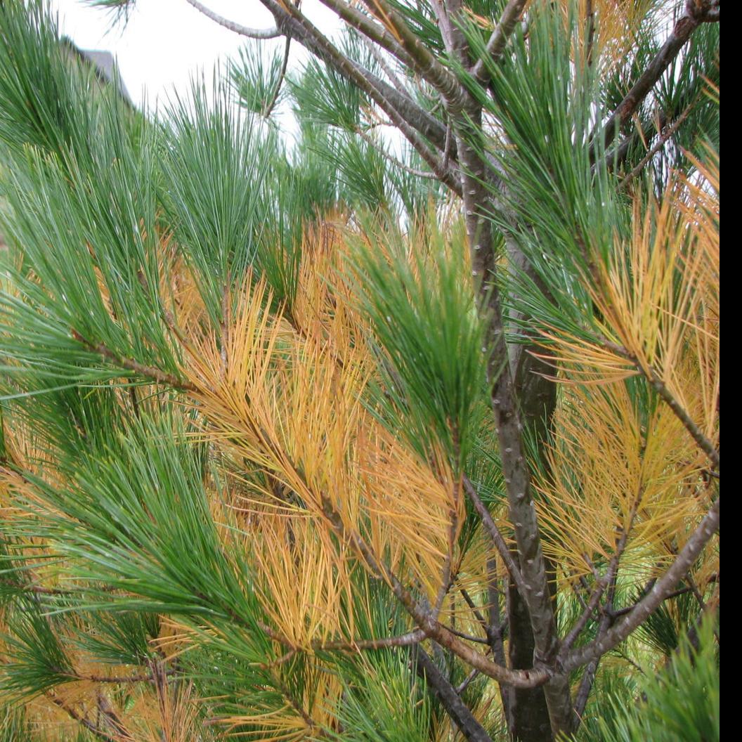 Sarah Browning Watch For Evergreen Natural Needle Drop This Fall Home Garden Journalstar Com