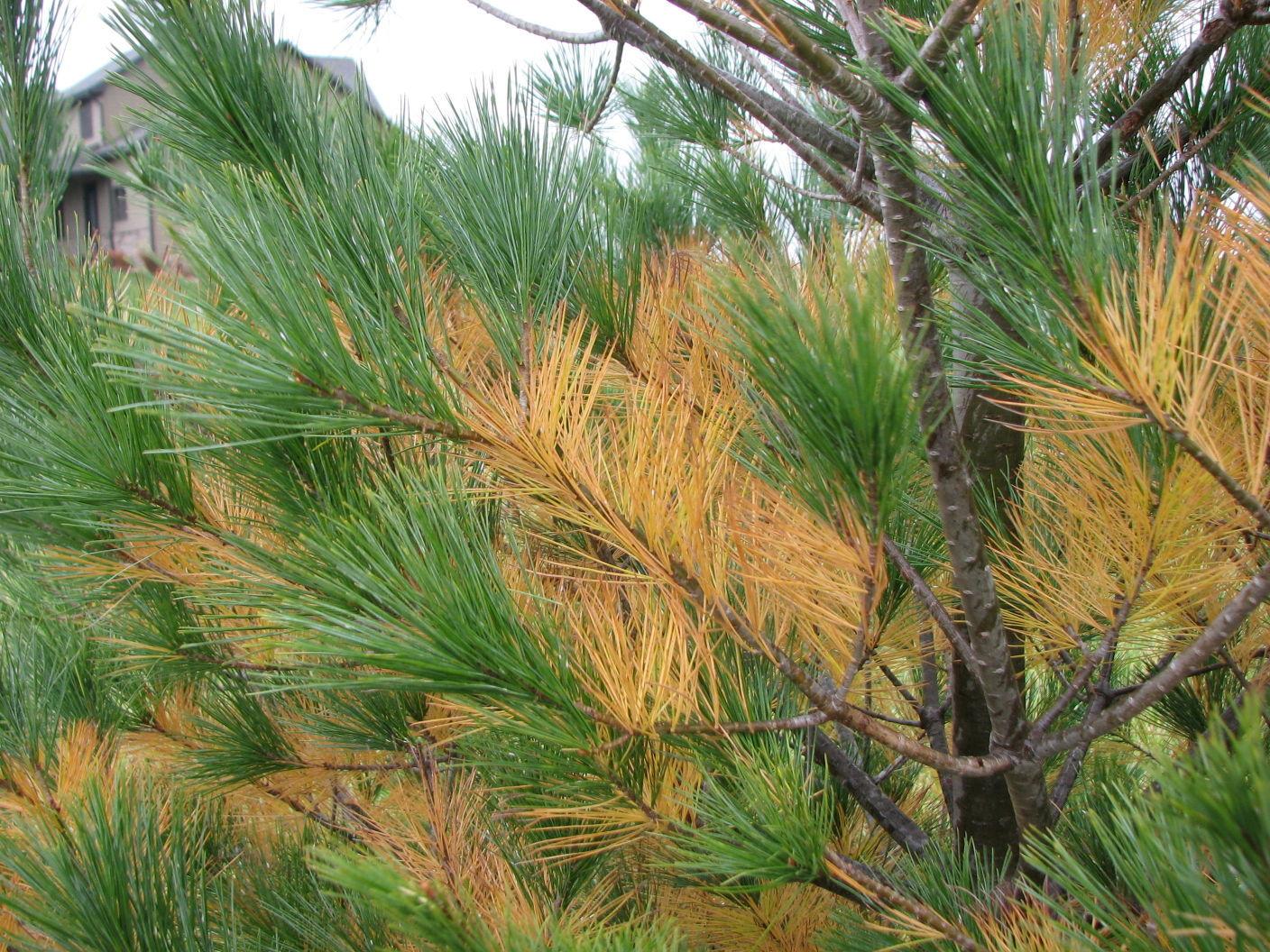 Sarah Browning Watch For Evergreen Natural Needle Drop This Fall Home Garden Journalstar Com
