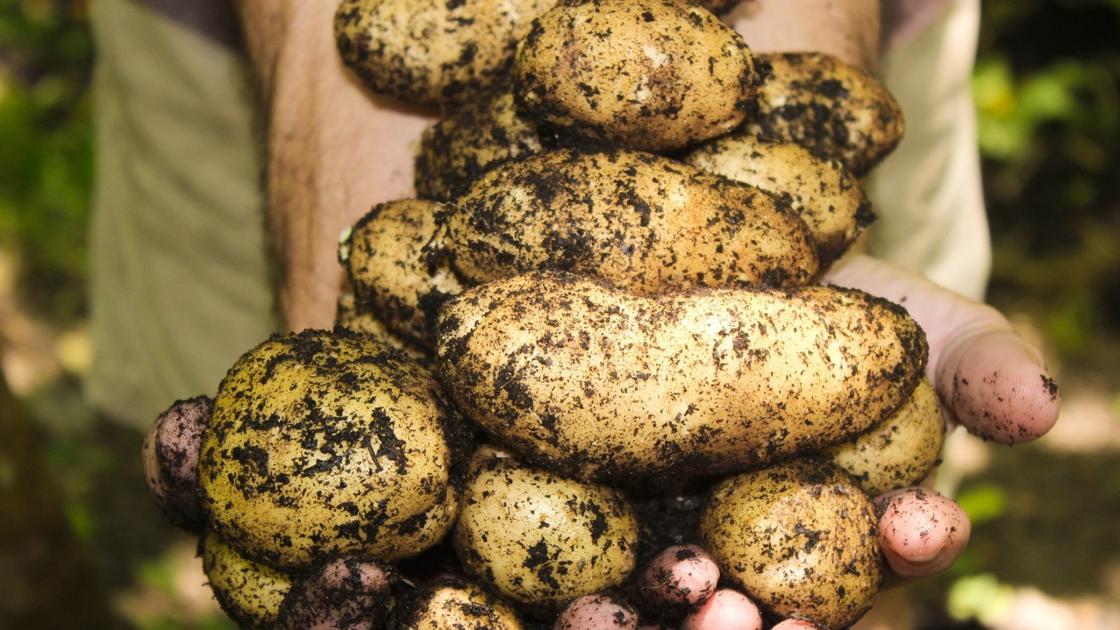 Sarah Browning: Harvest and enjoy your potato crop | Home & Garden