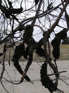 Black knot