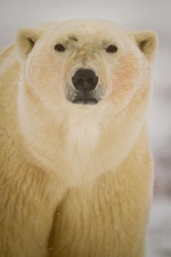 Polar bear