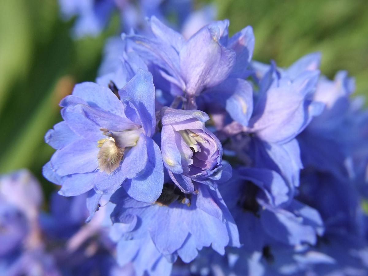 blue