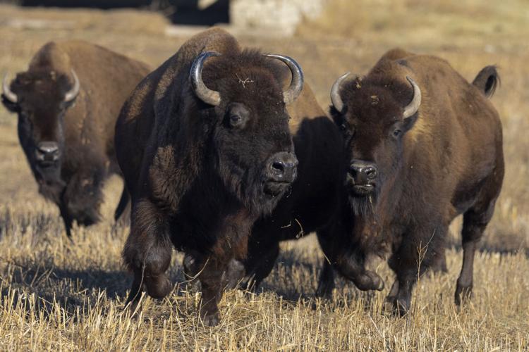 Bison Delivery, 12.10