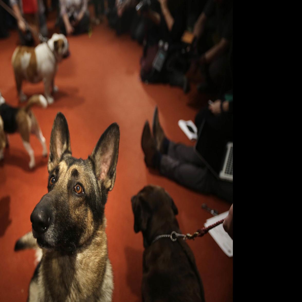 The 19 Most Popular Dog Breeds Of 2017 Pets Journalstar Com