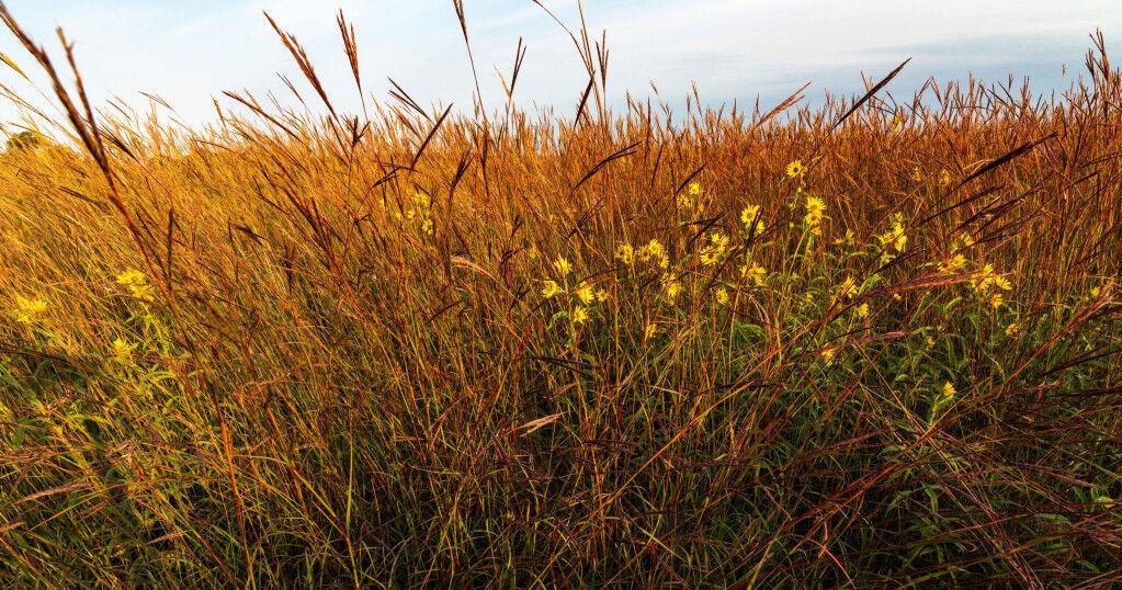 Managing habitat for hunting season Managing habitat for hunting season