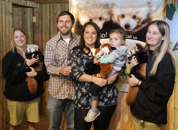 Naming the panda cubs