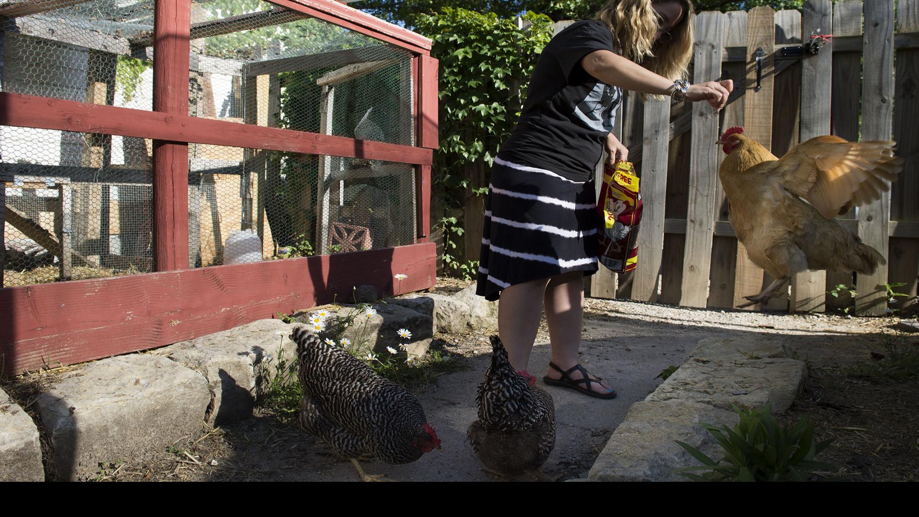 Cdc Warns Against Snuggling Backyard Chickens Local