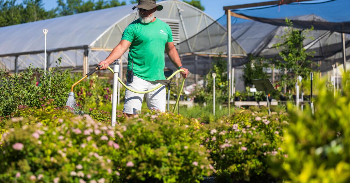Campbell’s Nurseries going out of business next July after 115 years