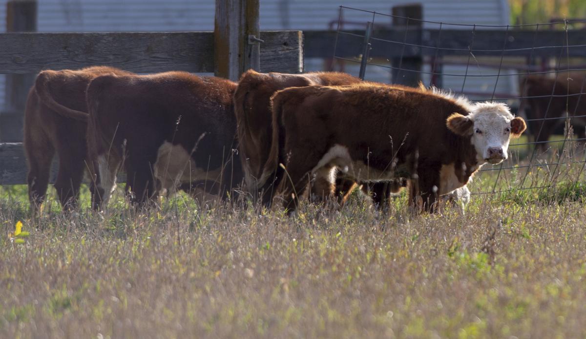 Cows, 9.30