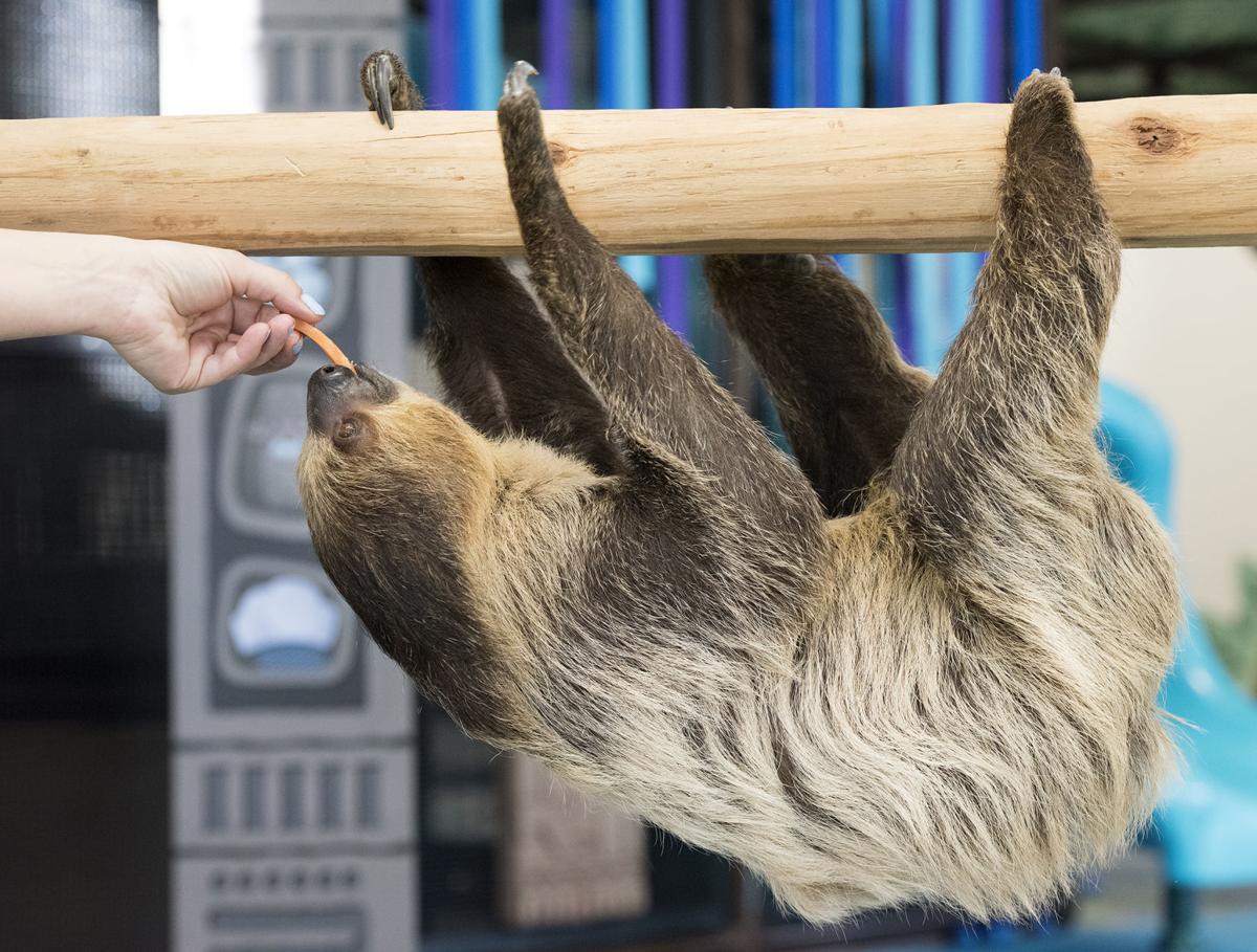 Lincoln Children S Zoo Brings Animals To Kids On Facebook