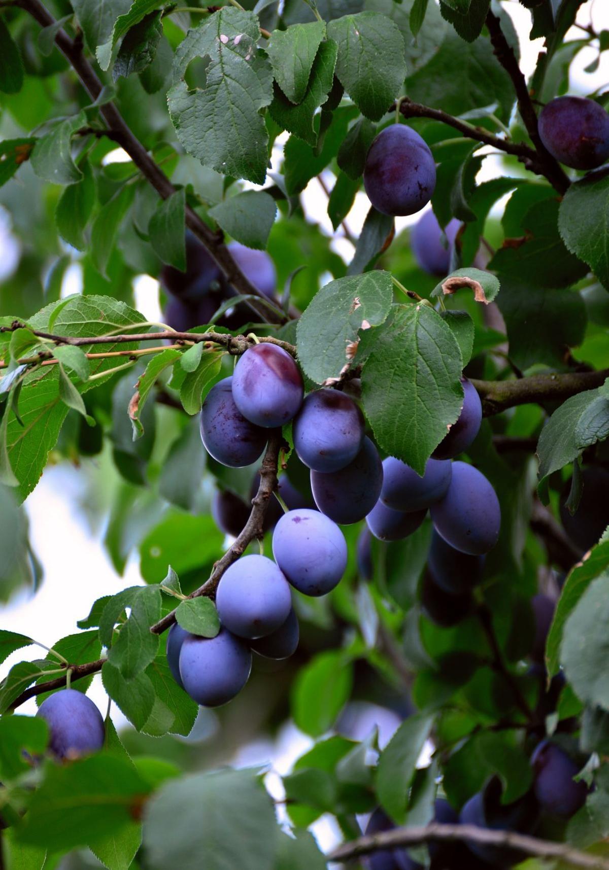 plums