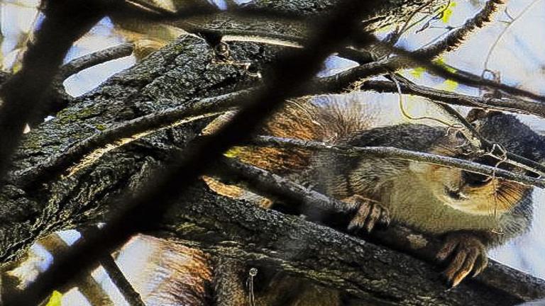 Do blue jays alert you when deer are moving