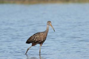 Nebraska birders aflutter about first-ever limpkin spotted in the state