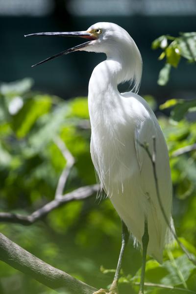 Children's Zoo Turn 50