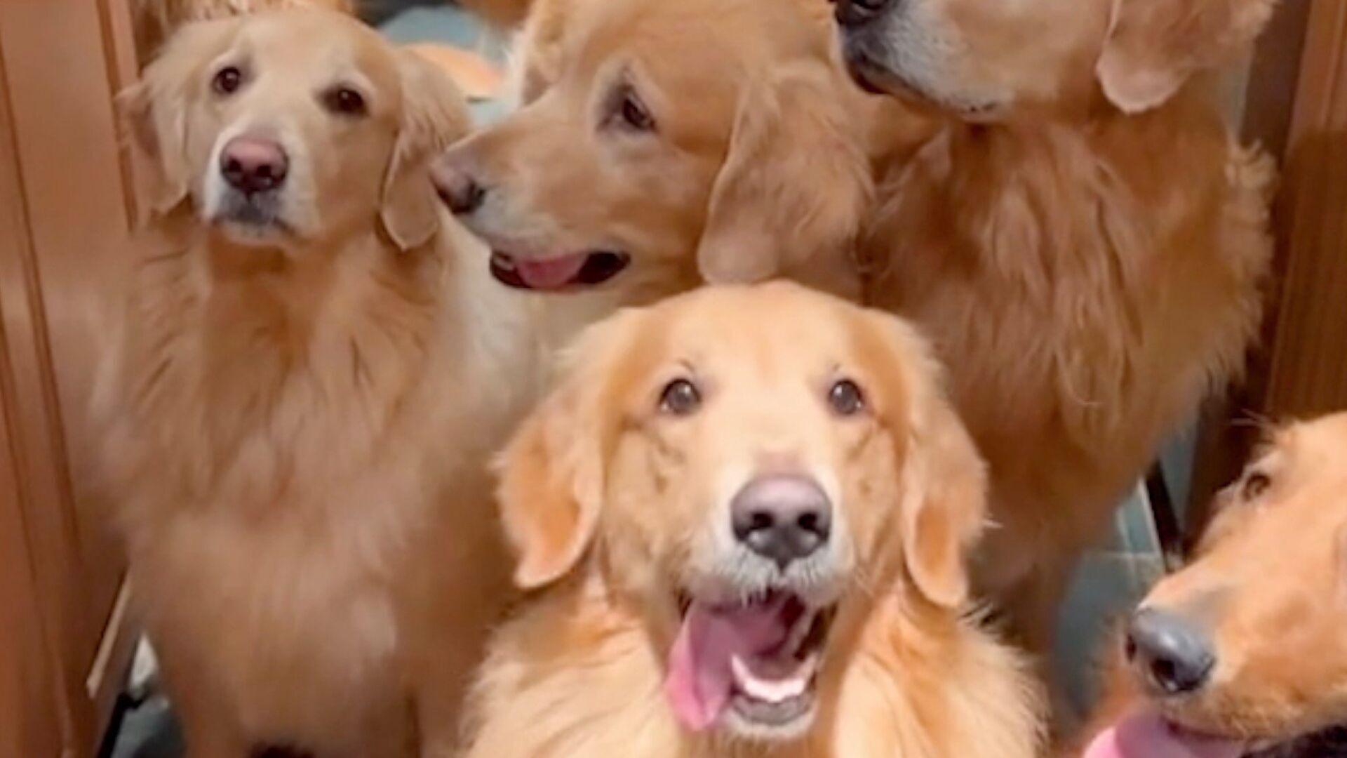 Meet Tucker, the 'influencer' Golden Retriever who earns $1 million a year