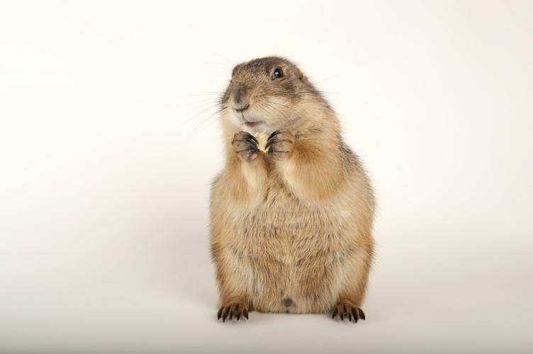 Black-tailed prairie dog