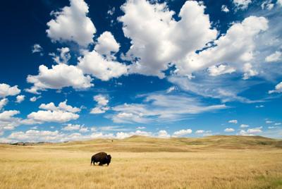 Bison Great Plains book