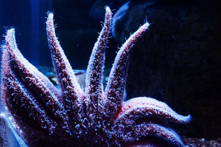 seastar-cm01