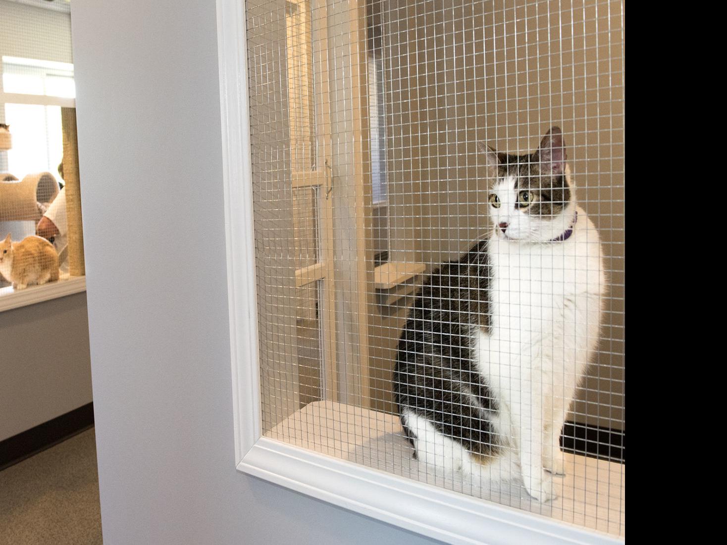 Cat House Moves To New Perfect Home Local Journalstar Com