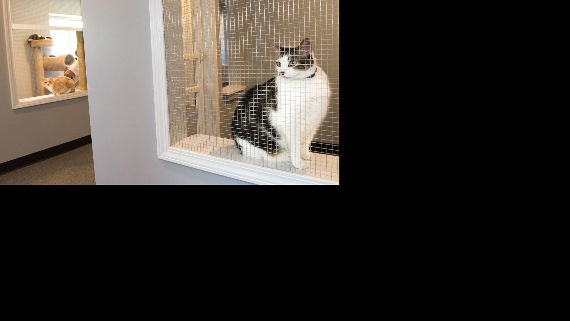 Fourth Annual Litter Box Rally At Spikes To Raise Money For The