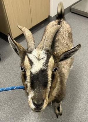 Goat ropers need not apply; Lincoln Animal Control easily wrangles goat into custody