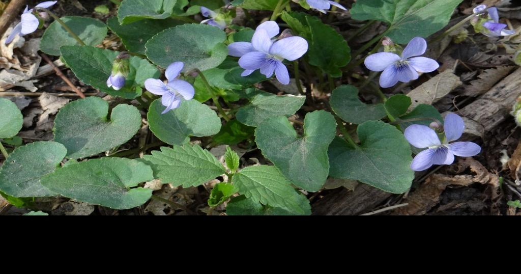 Nebraska offers many wild edibles beyond the morel