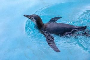 Lincoln Children's Zoo penguin chick is swimming and ready to be seen by public
