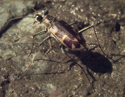 Salt Creek tiger beetle
